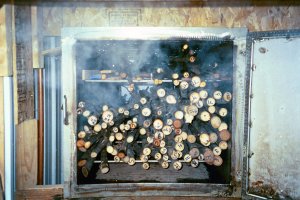 Hickory Being Steamed